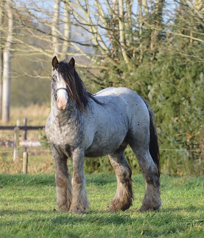 Irish Cob Gypsy Cob tinker Stal